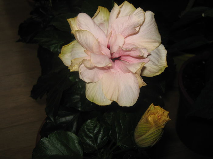Picture My plants 3058