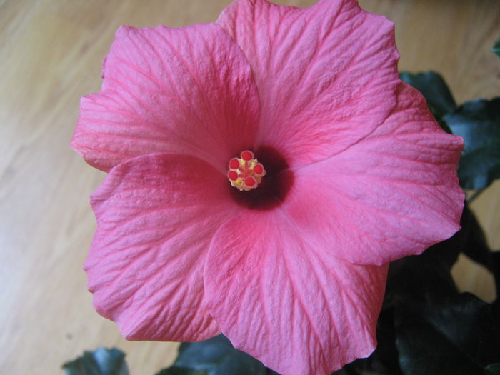 Picture My plants 3060