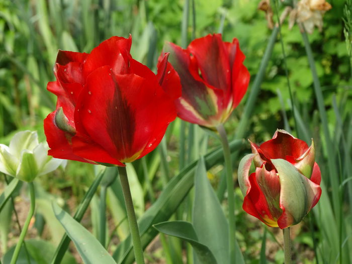 6,05.2015 - b-primavara 2015