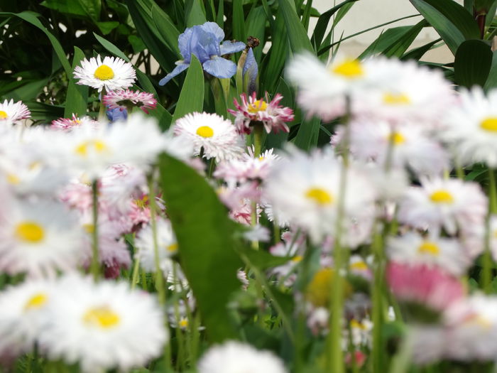 6,05.2015 - b-primavara 2015