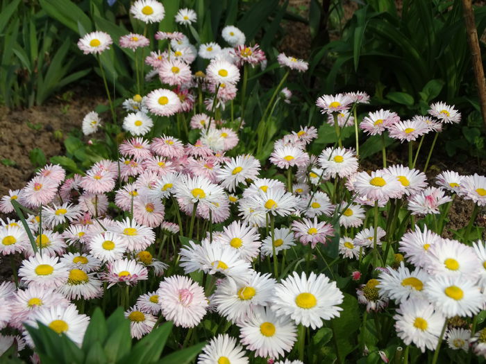 6,05.2015 trec si banutii - b-primavara 2015