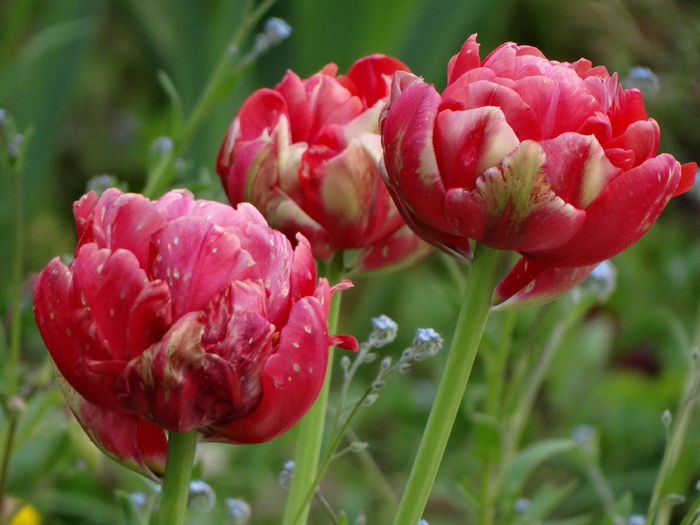 6,05.2015 - b-primavara 2015