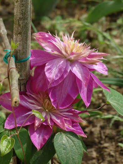 6,05.2015 prima clematita - b-primavara 2015