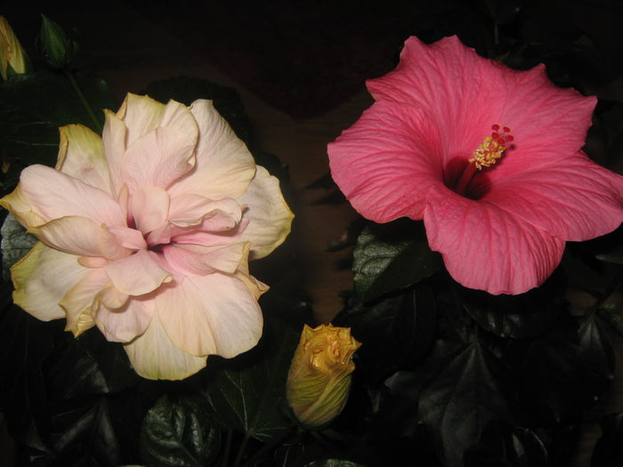 Picture My plants 3061