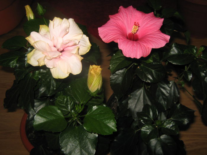 Picture My plants 3063
