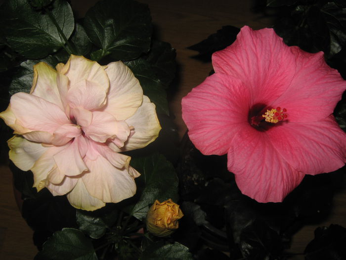 Picture My plants 3064