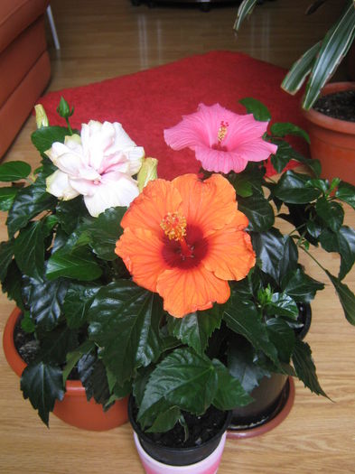 Picture My plants 3068 - Hibiscus Barcelona