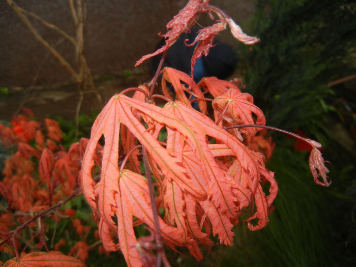 Acer palmatum Ariadne (2015, April 21)