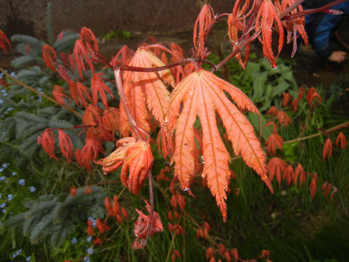 Acer palmatum Ariadne (2015, April 21)
