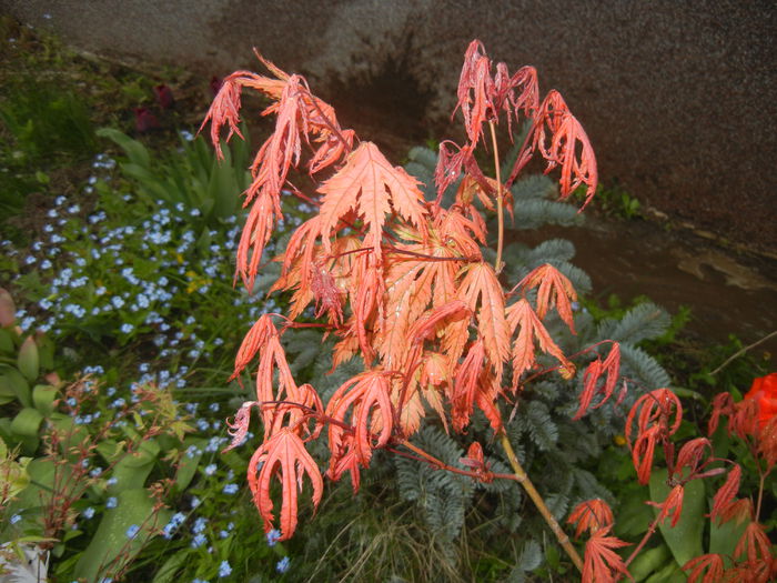 Acer palmatum Ariadne (2015, April 21)