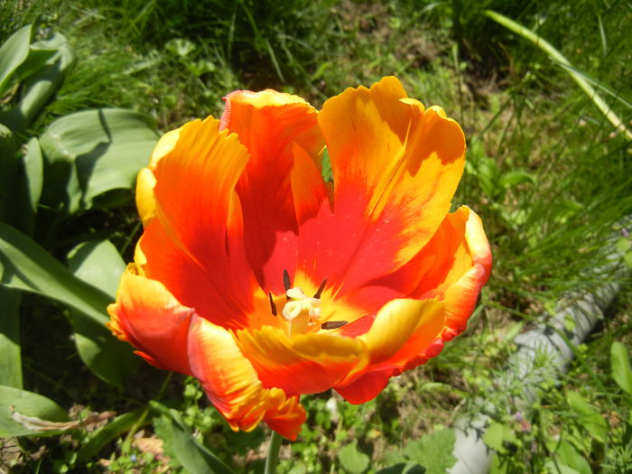 Tulipa Bright Parrot (2015, April 24)