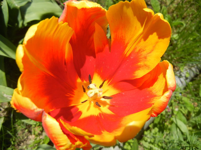 Tulipa Bright Parrot (2015, April 24)