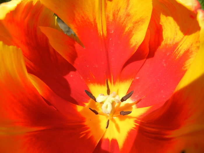 Tulipa Bright Parrot (2015, April 24)