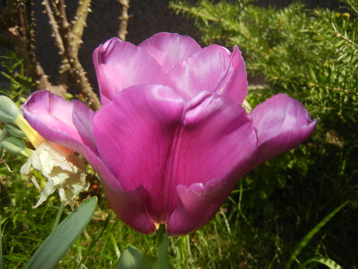 Tulipa Maytime (2015, April 25) - Tulipa Maytime