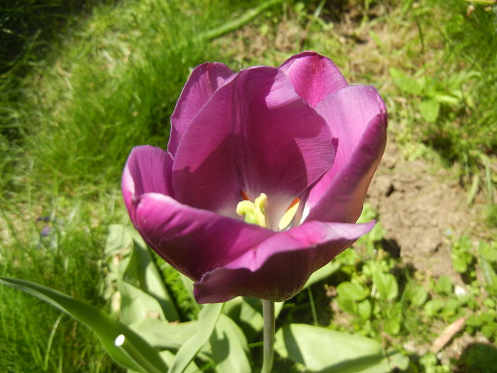 Tulipa Purple Flag (2015, April 25) - Tulipa Purple Flag