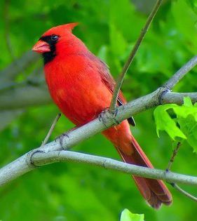Cardinal