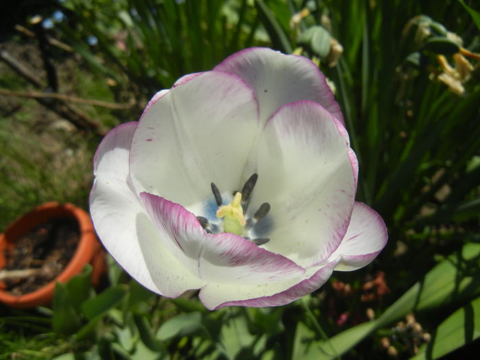 Tulipa Shirley (2015, April 25)
