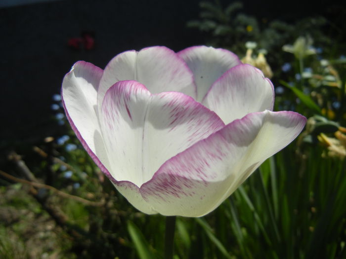Tulipa Shirley (2015, April 25)