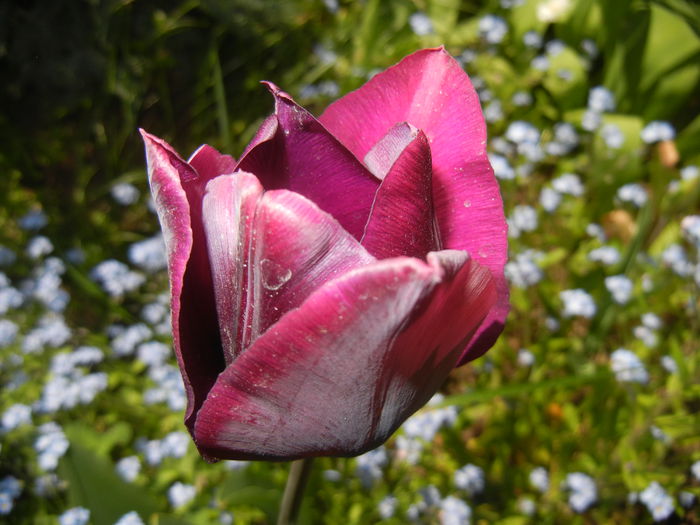 Tulipa Negrita (2015, April 25)