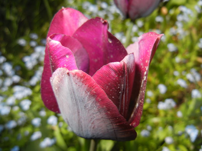 Tulipa Negrita (2015, April 25)