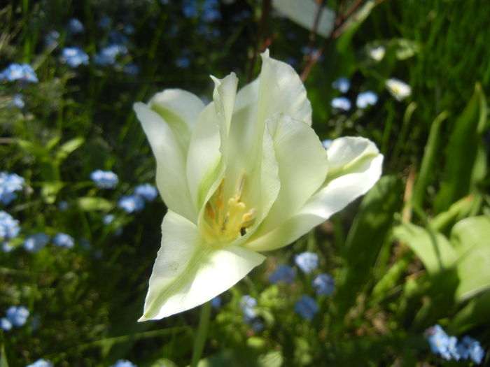 Tulipa Spring Green (2015, April 25) - Tulipa Spring Green