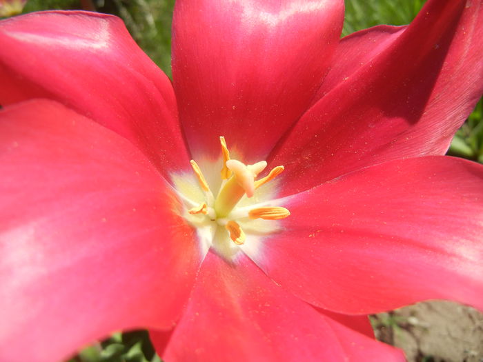 Tulipa Pimpernel (2015, April 25)