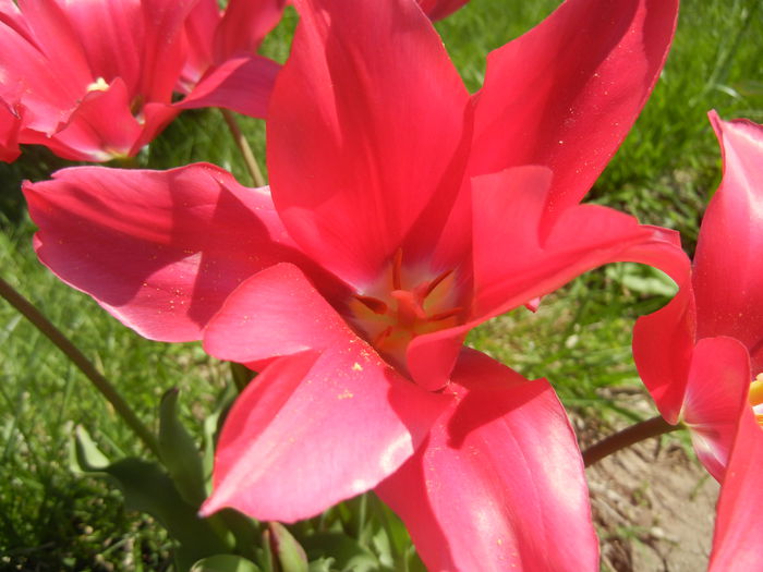 Tulipa Pimpernel (2015, April 25)