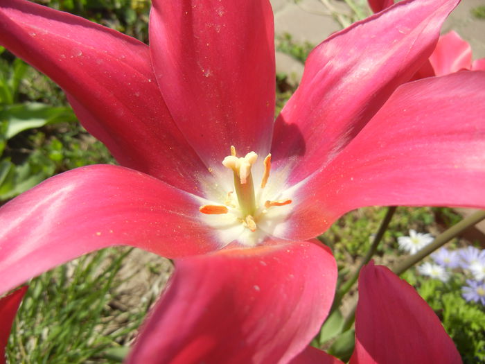 Tulipa Pimpernel (2015, April 25)