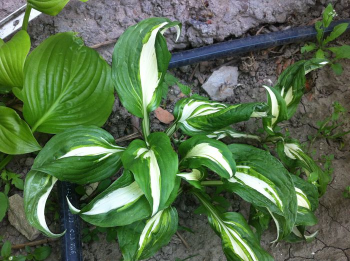 hosta undulata variegata - Hosta