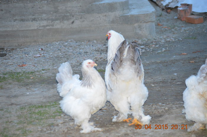 DSC_1390 (2)