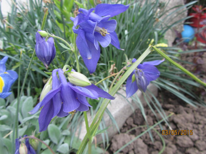 IMG_0037 - Flori de gradina-2015Primavara
