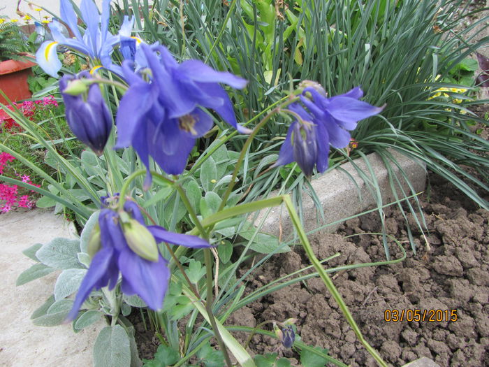 IMG_0040 - Flori de gradina-2015Primavara