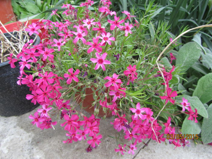 IMG_0041 - Flori de gradina-2015Primavara