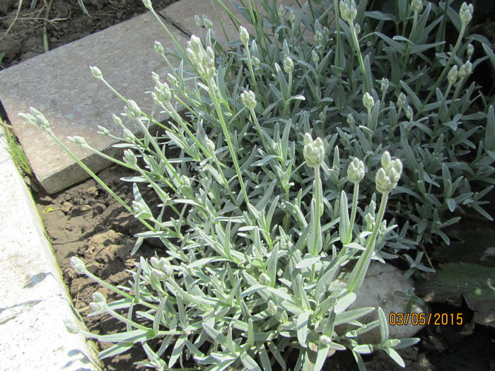 Cerastium - Flori de gradina-2015Primavara