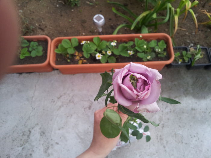 nr.16_real-parfumat - 02_trandafiri URCATORI