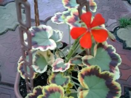 20150705 - Muscatele mele