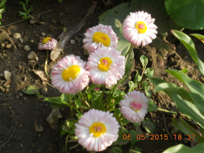 banutei - flori din gradina