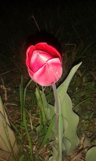 poze recente 552 - flori