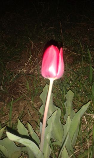 poze recente 553 - flori