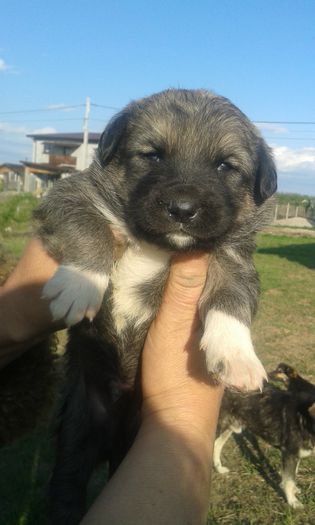 poze recente 597 - animalute