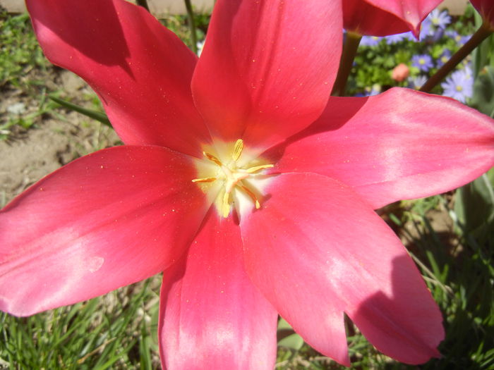 Tulipa Pimpernel (2015, April 25)