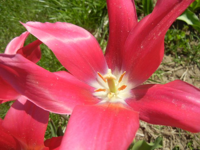 Tulipa Pimpernel (2015, April 25)