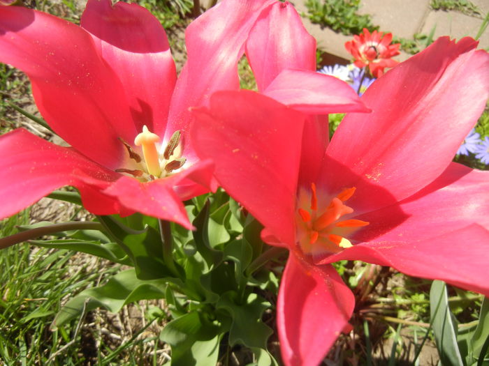 Tulipa Pimpernel (2015, April 25)