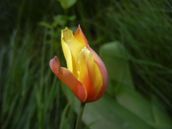 Tulipa clusiana Chrysantha (2015, Apr.25)