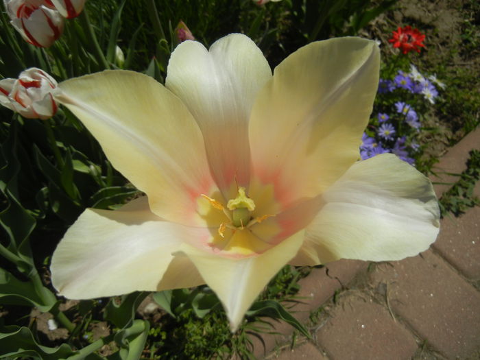 Tulipa Blushing Lady (2015, April 25)