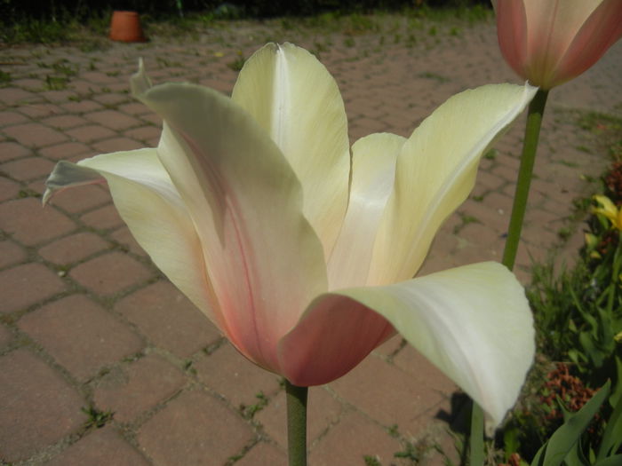 Tulipa Blushing Lady (2015, April 25)