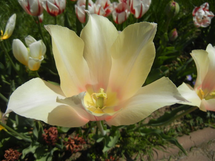 Tulipa Blushing Lady (2015, April 25)