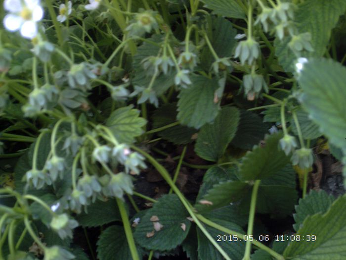 5 mai 2015 - Capsuni albi ananas pineberry