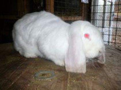 Femela culoarea: Alba_A (2015) - arhiva matca-berbeci