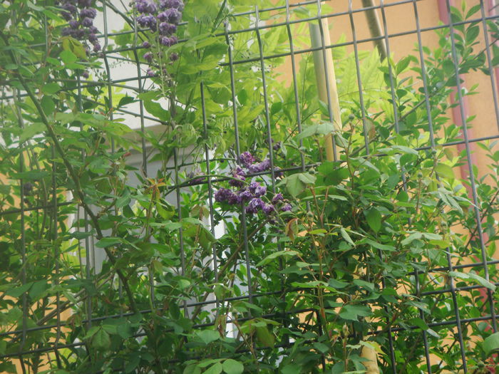 wisteria 2015-05-07 (2) - Primavara a venit